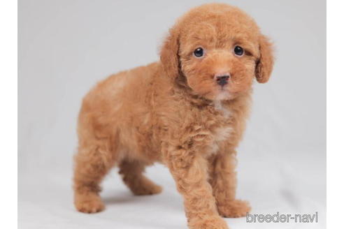 成約済の千葉県のトイプードル-207859の3枚目